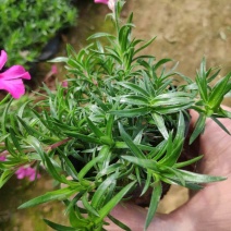 福禄考基地直发