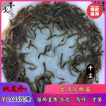 泥鳅苗台湾泥鳅苗场泥鳅水花60天可出商品泥鳅