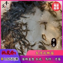 泥鳅苗台湾泥鳅苗教养殖技术90天出商鳅本地泥鳅苗