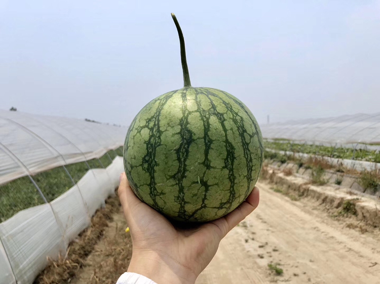 一位身穿蓝色工作服的农民蹲在西瓜地里,正在用手检查一个已成熟的特小凤西瓜,手指轻敲瓜皮,背景是整齐排列的藤蔓和多个待采收的西瓜,阳光明媚,土壤为沙壤土,体现原产地生态种植环境 农户在田间采摘成熟的特小凤西瓜场景