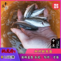 鲈鱼苗鲈鱼水花加州鲈鱼苗场广东鲈鱼苗场