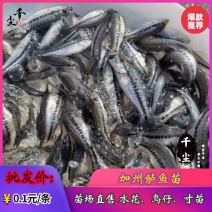 鲈鱼苗鲈鱼苗广东鲈鱼苗优鲈三号广东鲈鱼苗