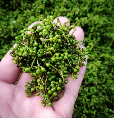 [山胡椒果批发]新鲜山胡椒价格6.00元/斤 - 一亩田