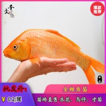 金丝鲤鱼苗红鲤鱼苗金丝花鲢鱼苗存活率高达90%
