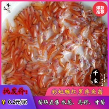 红罗非鱼苗巴西红罗非鱼苗彩虹雕罗非鱼苗