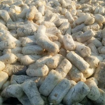 蘑菇菌棒有售
