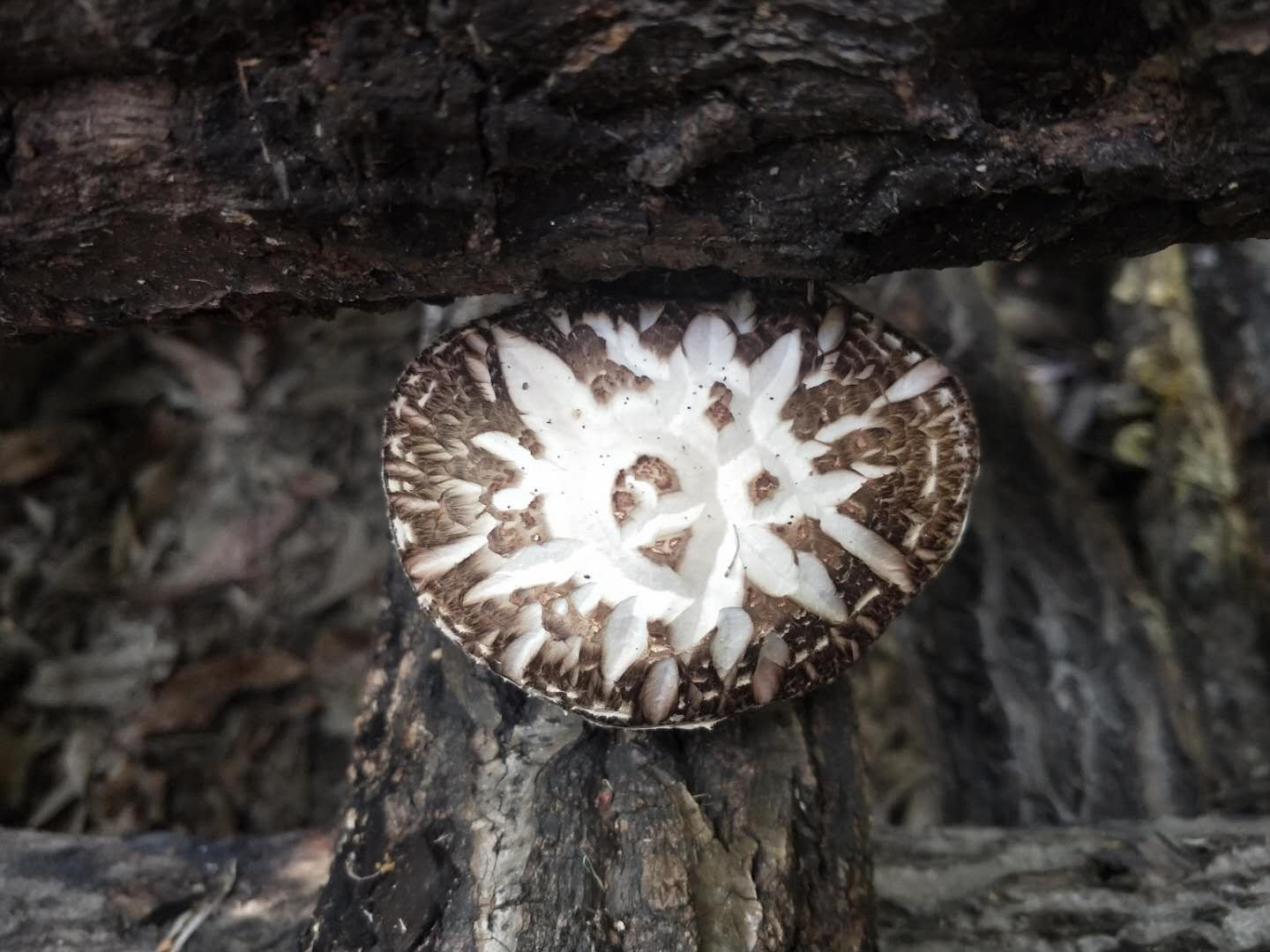 干香菇成品展示