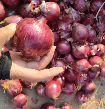 8公分以下优质小红洋葱