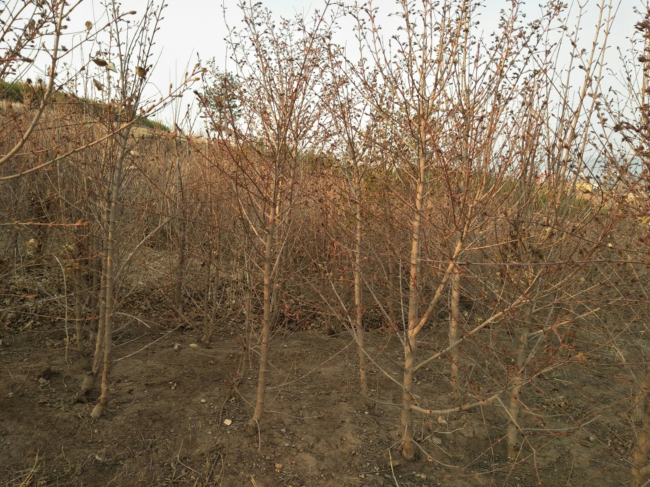 低分枝五角枫春季新叶特写