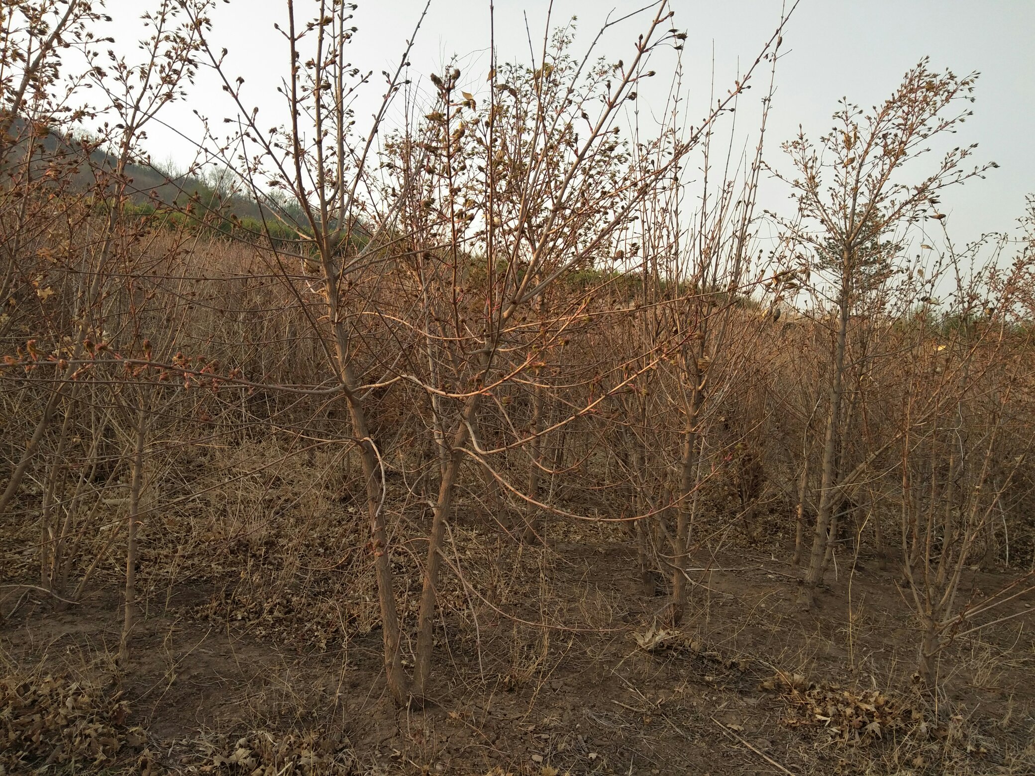春季移植五角枫,工人正在栽植树苗,背景为初春的林地 五角枫春季移植