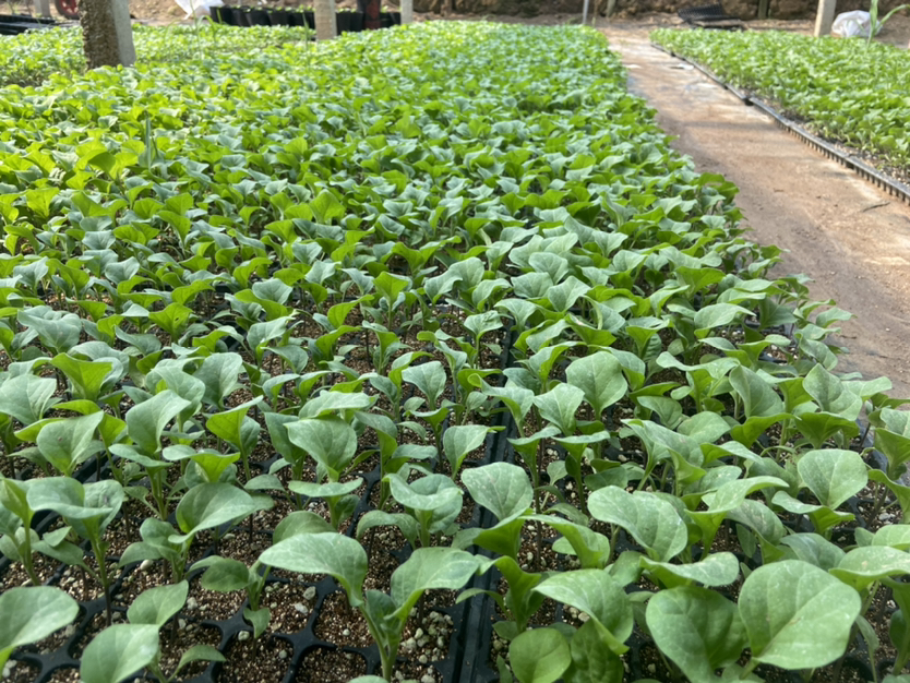 茄子侧枝移栽成活植株