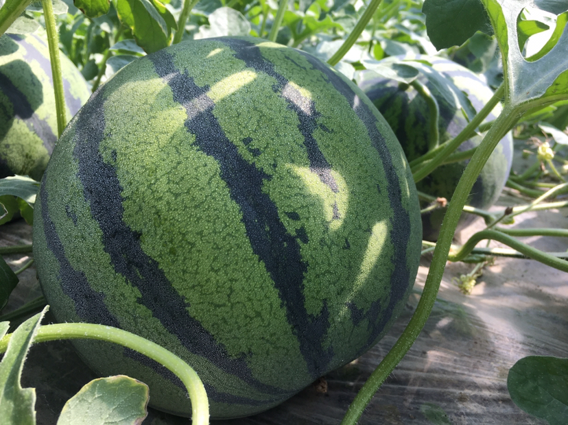 农民在瓜田中采摘京欣西瓜场景