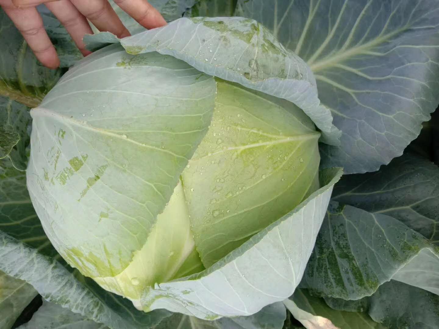 图示:左上为整颗圆包菜浸泡小苏打水;右上为逐层剥洗叶片特写;左下为盐水静置中的包菜球;右下为冰水激冷过程,可见包菜表面凝结细密水珠,叶片挺括反光 圆包菜预处理四步对比图