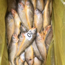 小黄花鱼陆冻小包装4斤品质佳