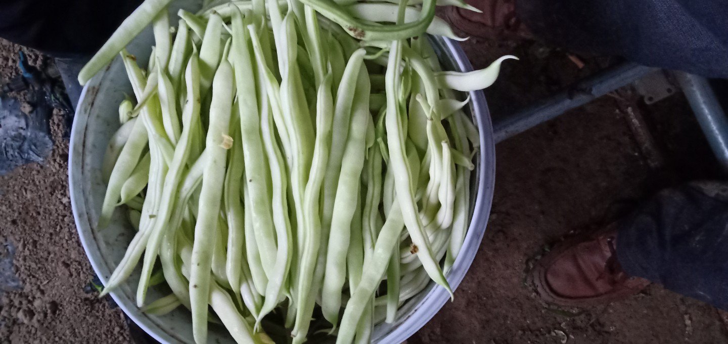 白不老豆角搭架引蔓操作示意图