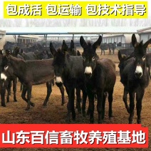 肉驴200-800斤，包回收，合作养殖分批付款，买十送一