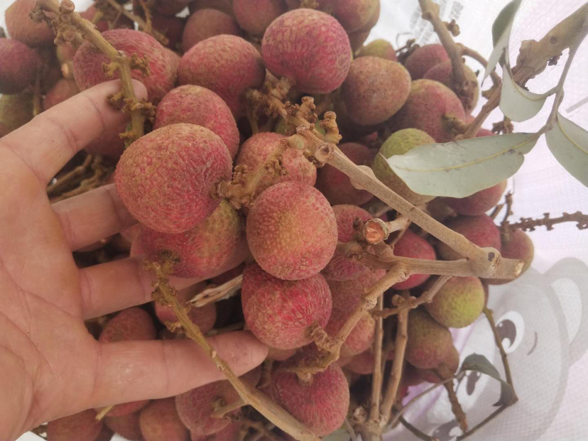三月红荔枝果实特写