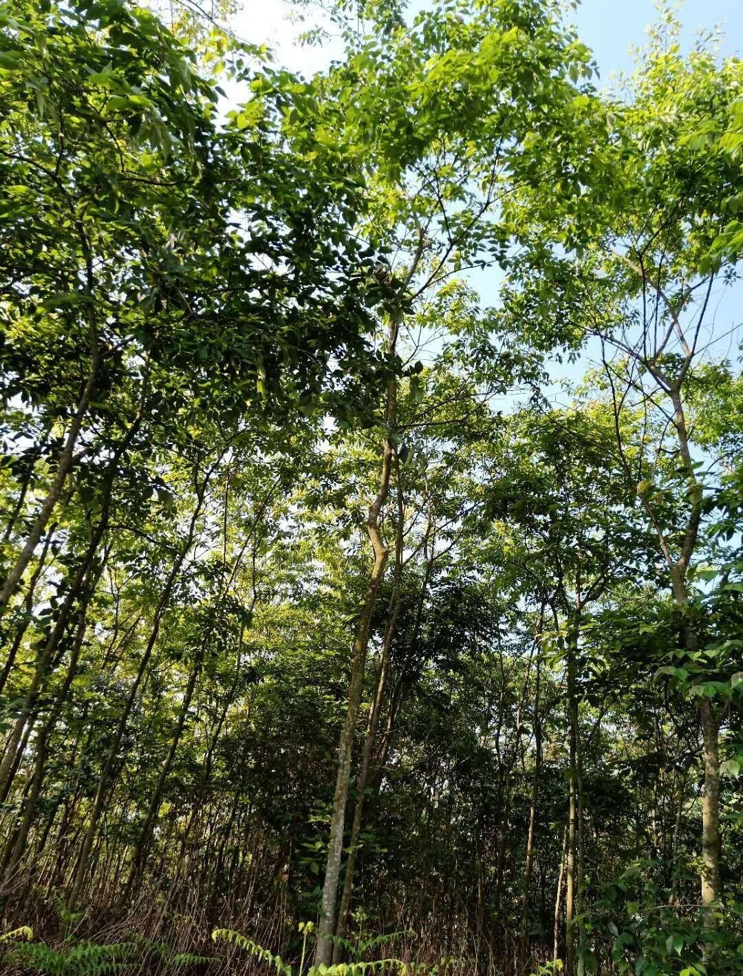 [滇朴批发]云南红河蒙自市朴树 60.00元/棵云南省内滇朴岀售 _ 一亩田