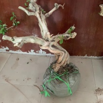 金银花盆景老桩，占地树大面积在中苗子