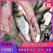 缩骨大头鱼苗花鲢苗大头鱼苗鳙鱼苗白鲢鱼苗