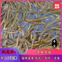 黄鳝苗华丰九黄鳝苗生长速度快、存活率高