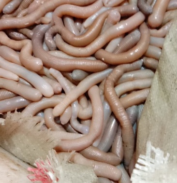 沙虫活体沙虫去内脏沙虫沙虫干包装免费