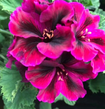 大花天竺葵蝴蝶梅花色多基地直发