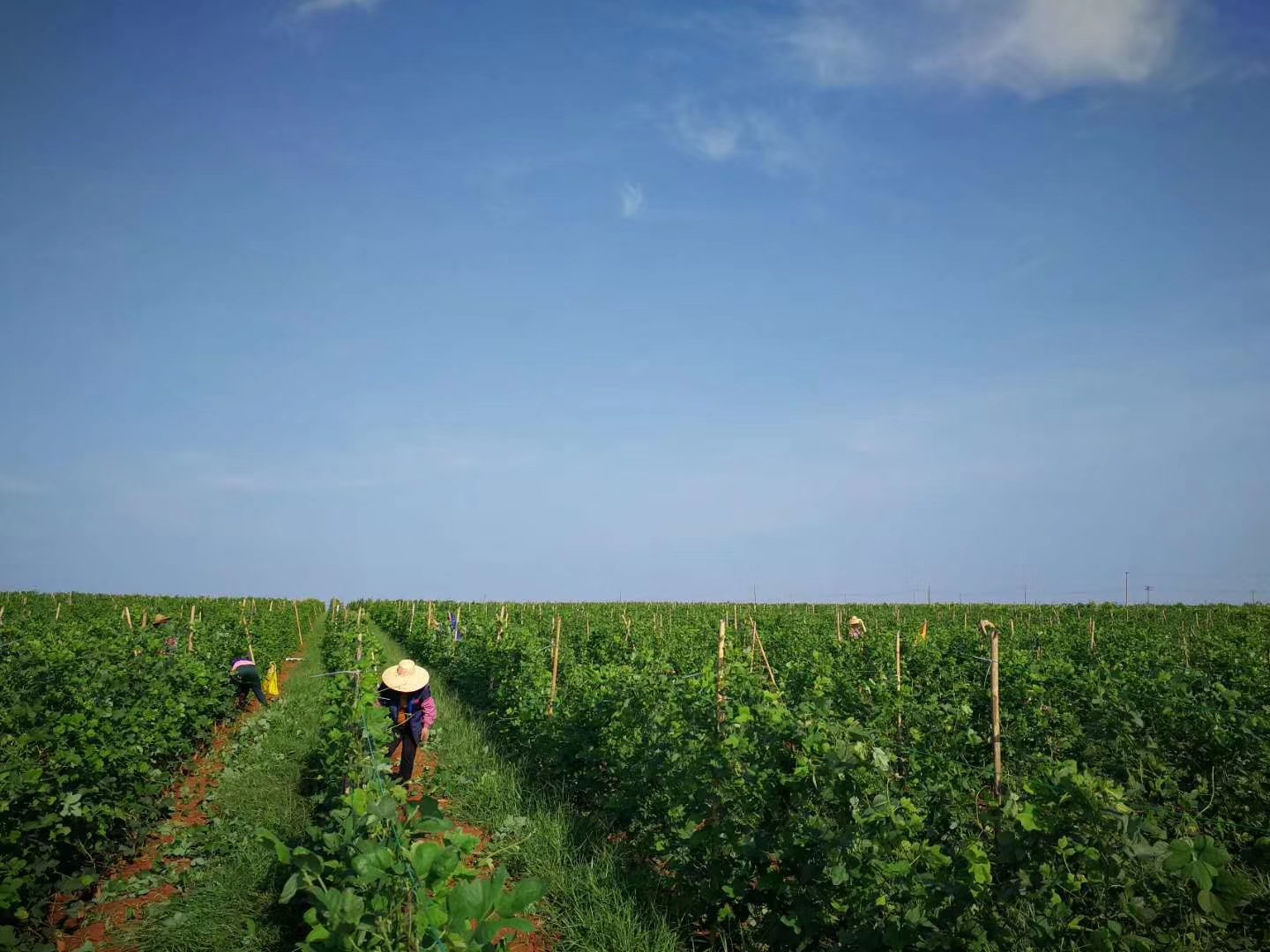 粉葛种植基地航拍图