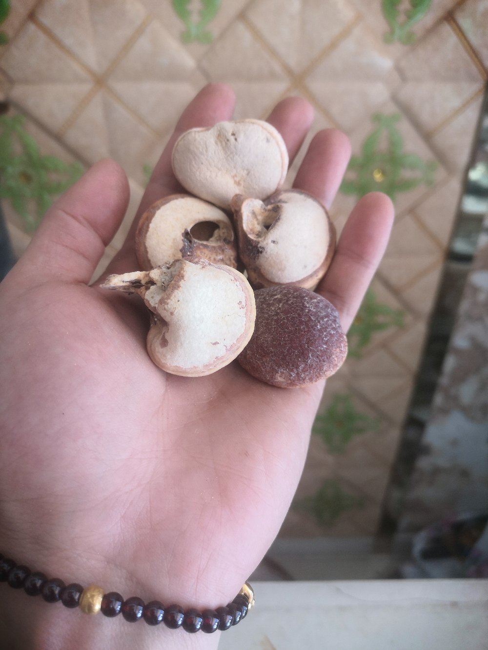 [隐孔菌批发]隐孔菌又名须元芝产地云南怒江大峡谷一手货源价格190.