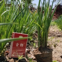 出售装盆马莲量大价格优惠