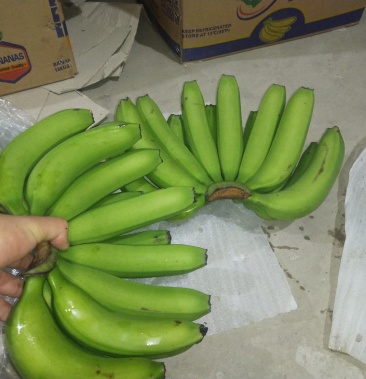 大量批发香蕉 云南生蕉