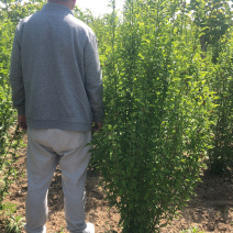 丛生木槿