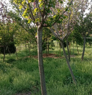 [樱花树批发]高杆樱花1.6米顶干的价格260.00元/棵 - 一亩田