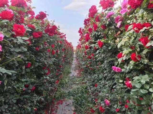 藤本月季与蔷薇的对比图