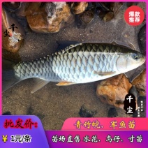 军鱼鱼苗黄娟鱼苗倒刺鲃鱼苗青竹皖鱼苗