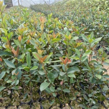 春花（车轮梅苗），桃金娘苗，大量供应