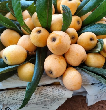 [解放钟枇杷批发]广东省韶关市始兴县万亩枇杷基地欢迎您!4月20号已开