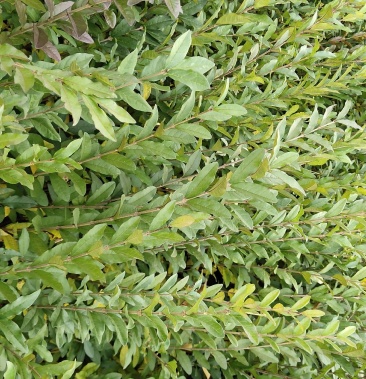 [水腊苗批发]水腊价格0.50元/棵 - 一亩田