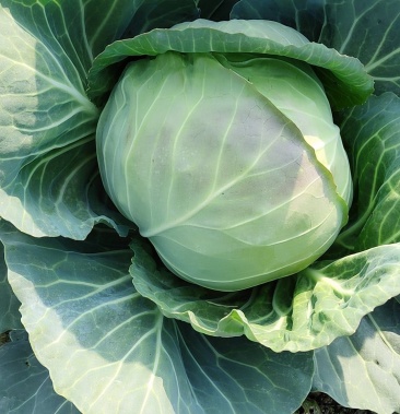 陕西露天甘蓝,西蓝花,有机菜花,菜花,大量上市欢迎各地批