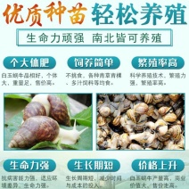 白玉蜗牛包技术包成活包回收签订合同。