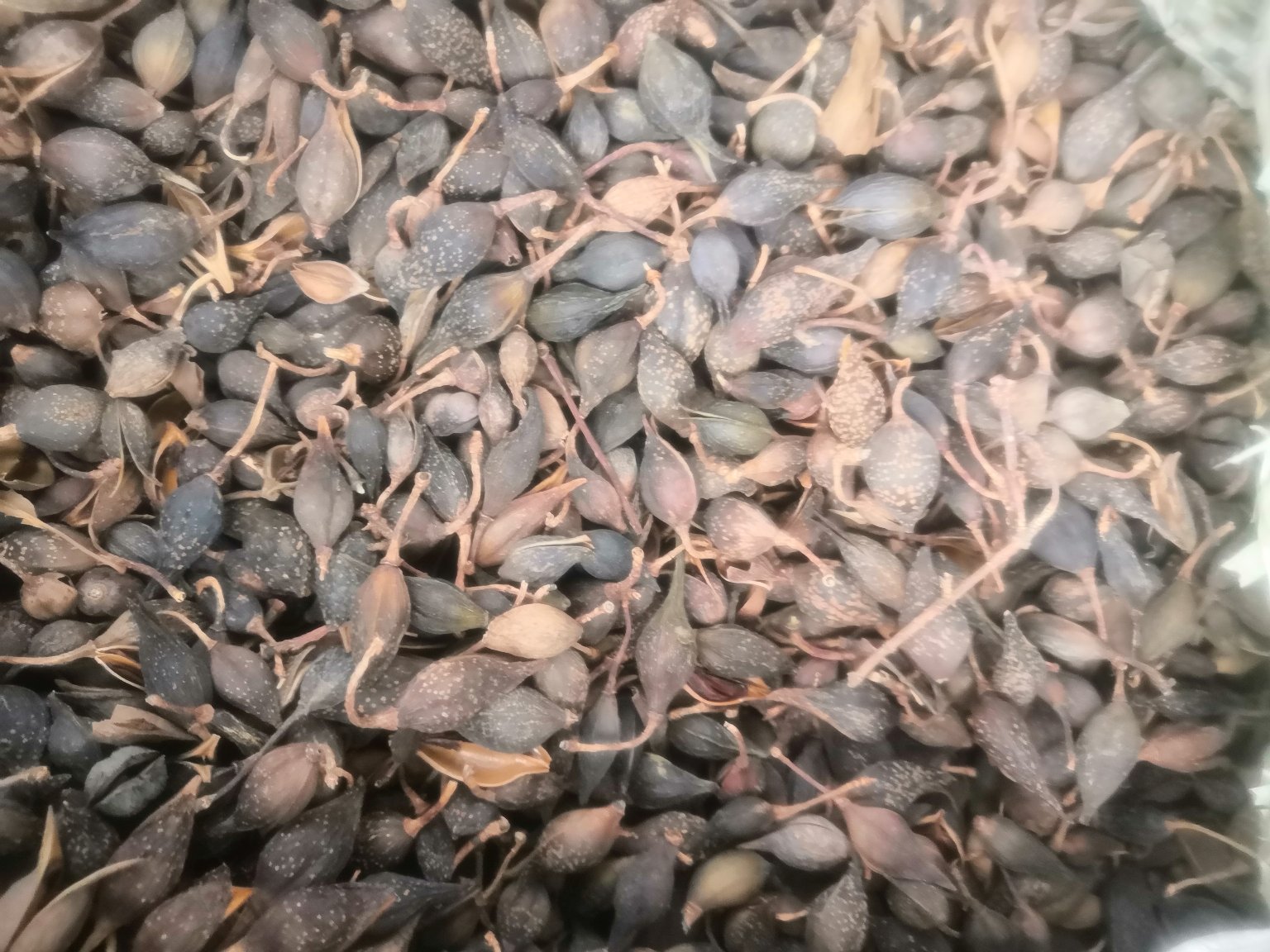 青提过敏患者皮肤反应示意图