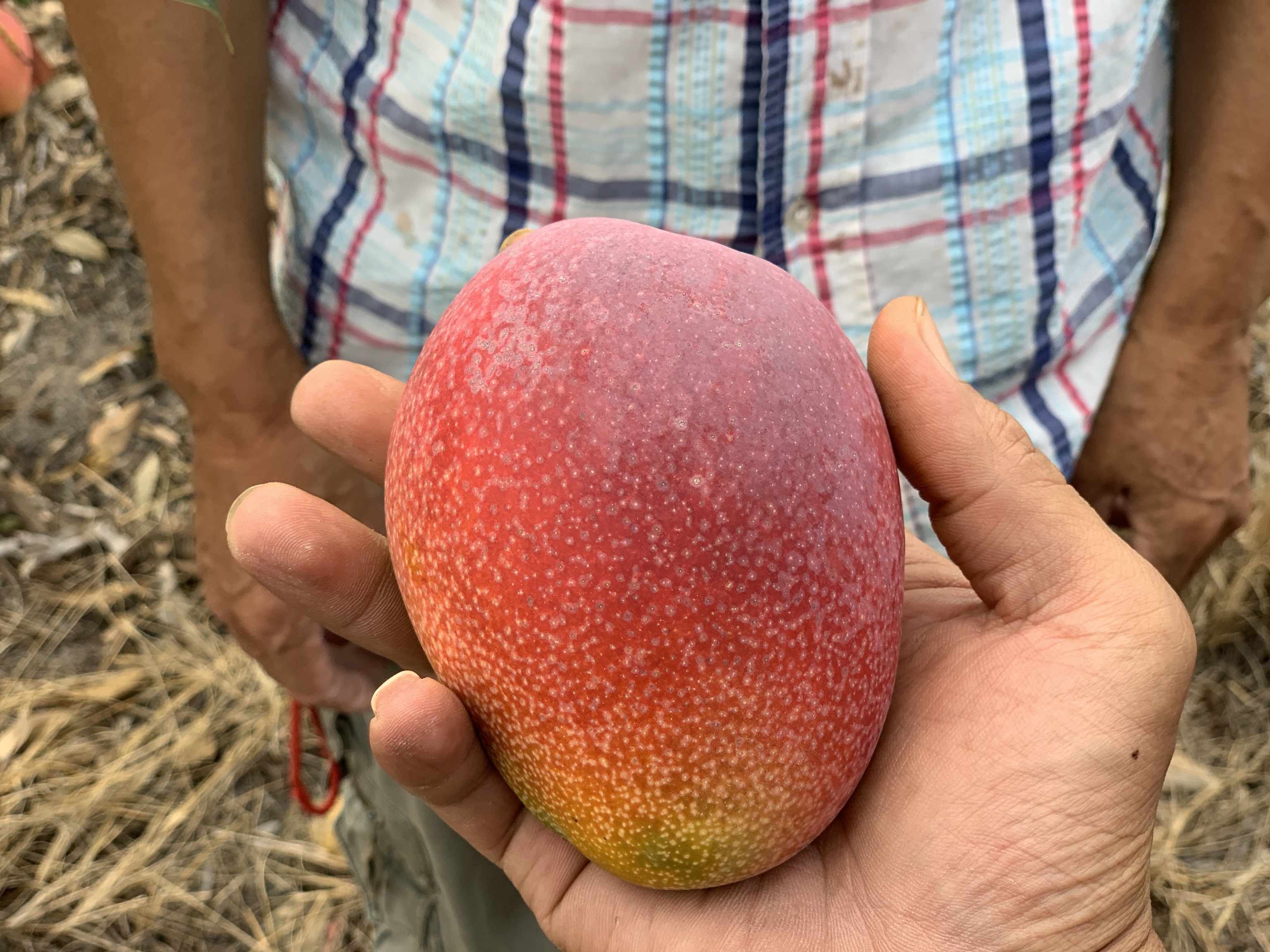 贵妃芒成熟采摘过程