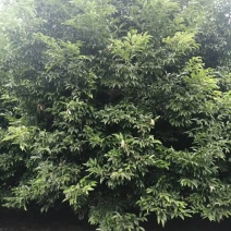 楠木