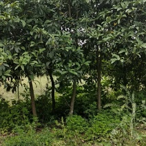 枇杷树