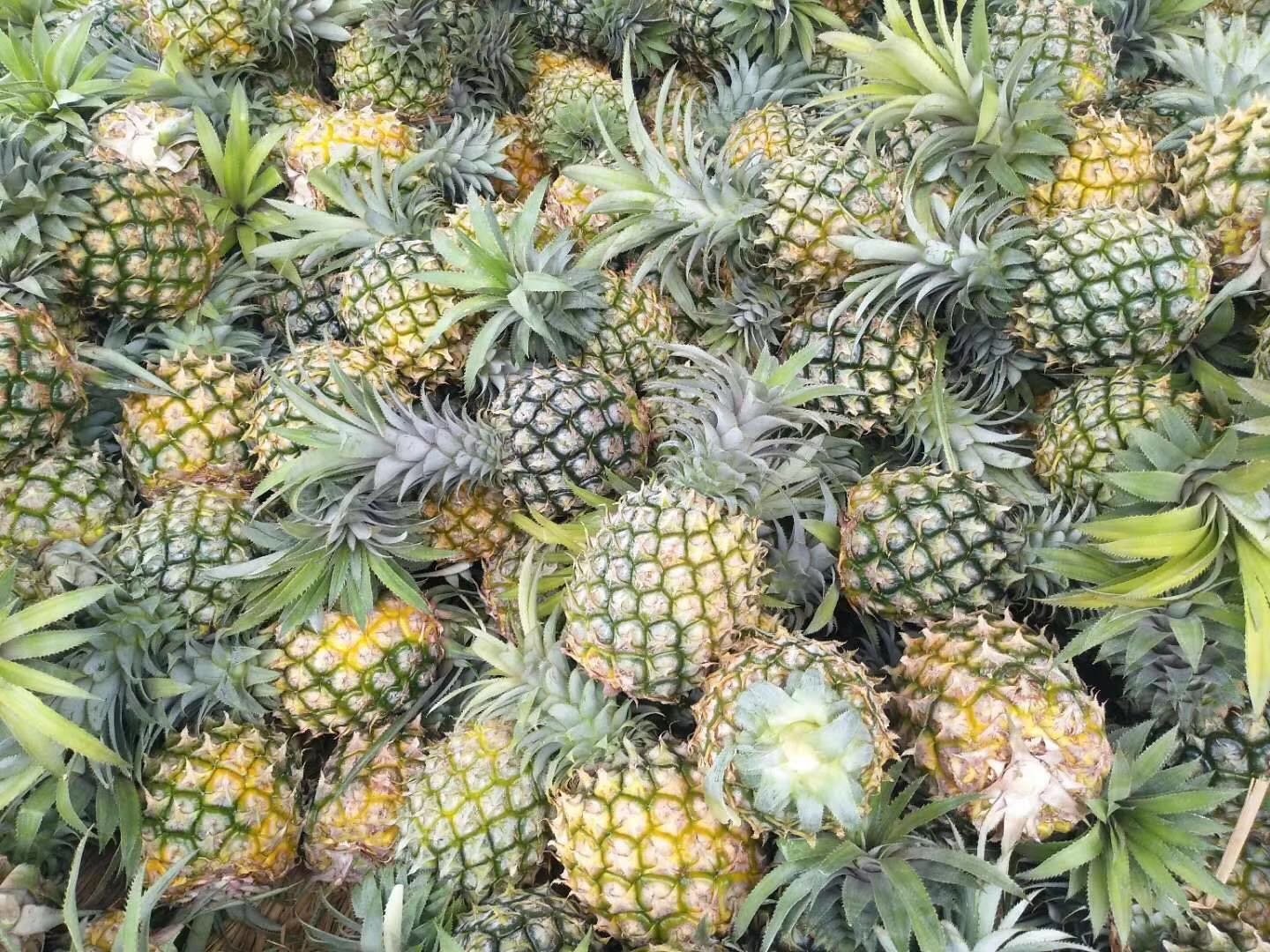 菠萝放在厨房台面上的场景