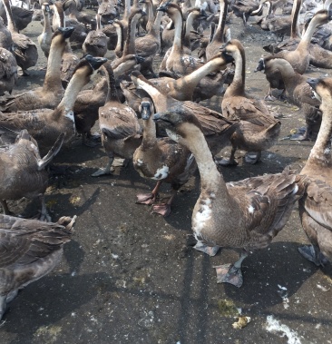 广西合浦黑脚狮头鹅