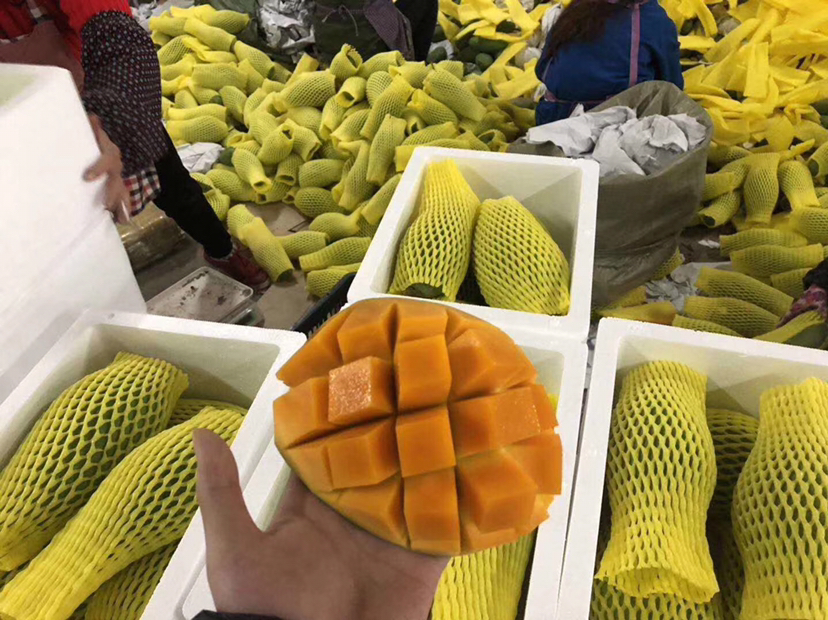 现代化 packing house 内景,工人正在对分级后的三亚青芒进行泡沫网套包裹,传送带连接自动称重贴标机,纸箱外印有‘三亚芒果 GI’标识及二维码,冷链货车待装运,体现标准化与品牌化运作流程 三亚芒果包装发货现场
