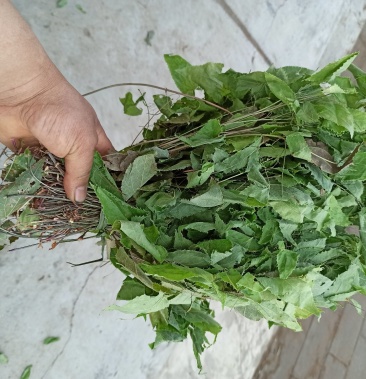 淫羊藿羊合叶小叶淫羊藿原产地发货