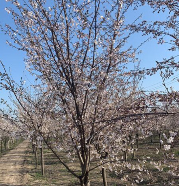 染井吉野樱花,规格齐全,质量保证,诚信经营,可以来电咨询