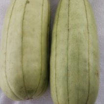 高石脆瓜